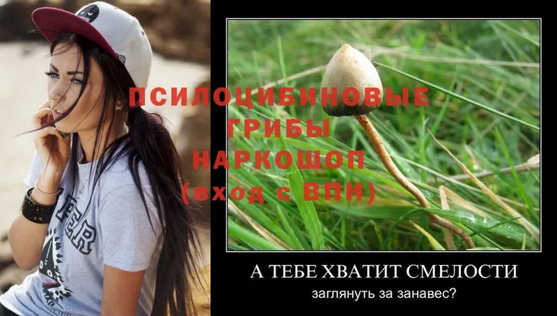 сколько стоит  кракен ссылки  Галлюциногенные грибы Cubensis  Борзя 